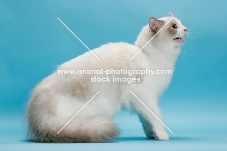 Blue Point Bi-Colour Ragdoll meowing