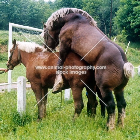 breton stallion mounting a mare