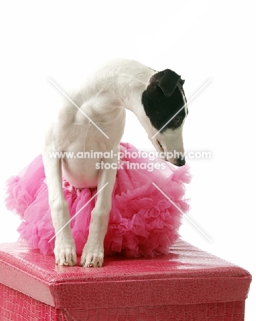 black and white Whippet in pink tutu