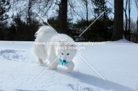 Samoyed walking in snow with toy