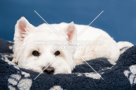 West Highland White Terrier lying in basket