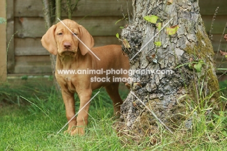 cute shorthaired Hungarian Vizsla puppy, behind tree