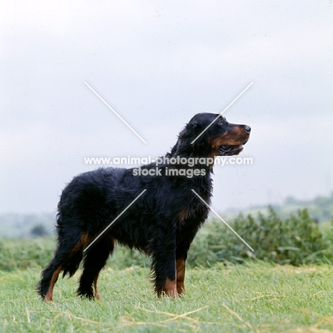 sh ch salter’s black tulip of calbrie, gordon setter in a field