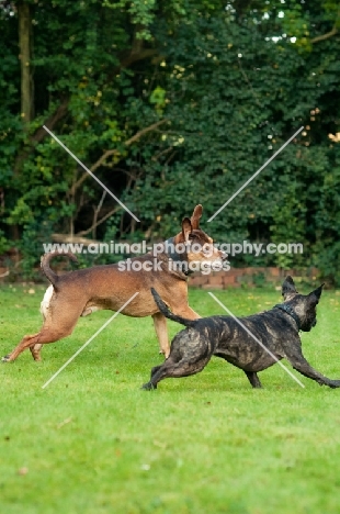 Staffie and Staffie cross bred playing in garden
