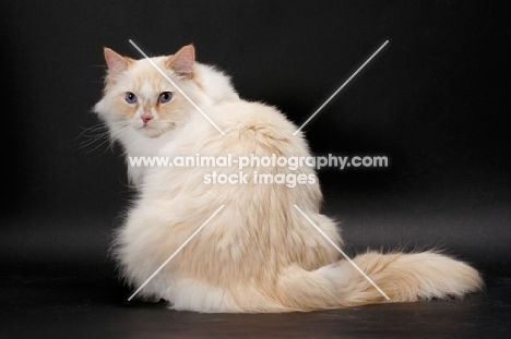 Red Point & White Ragamuffin on grey background, back view