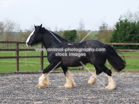 Shire horse running