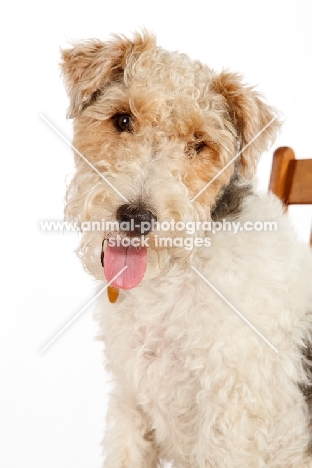 wire Fox Terrier