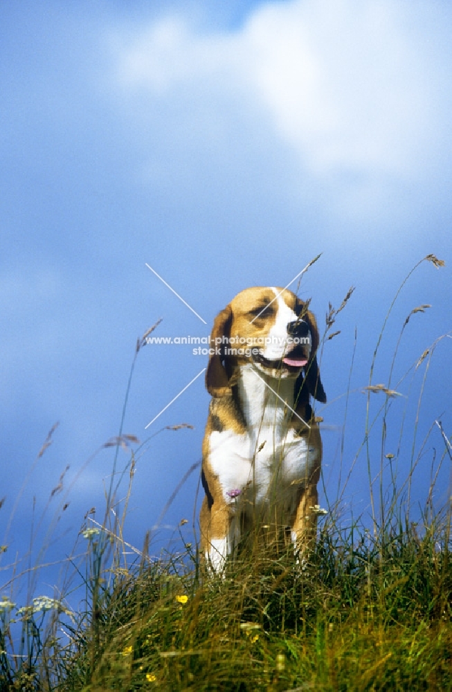 beagle sitting panting on hilltop