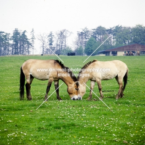 two przewalski horses together