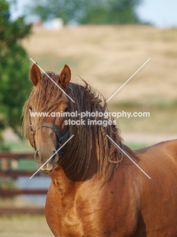 Suffolk Punch portrait