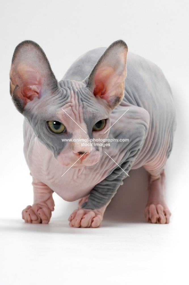 Sphynx cat, blue tortie & white colour, crouching