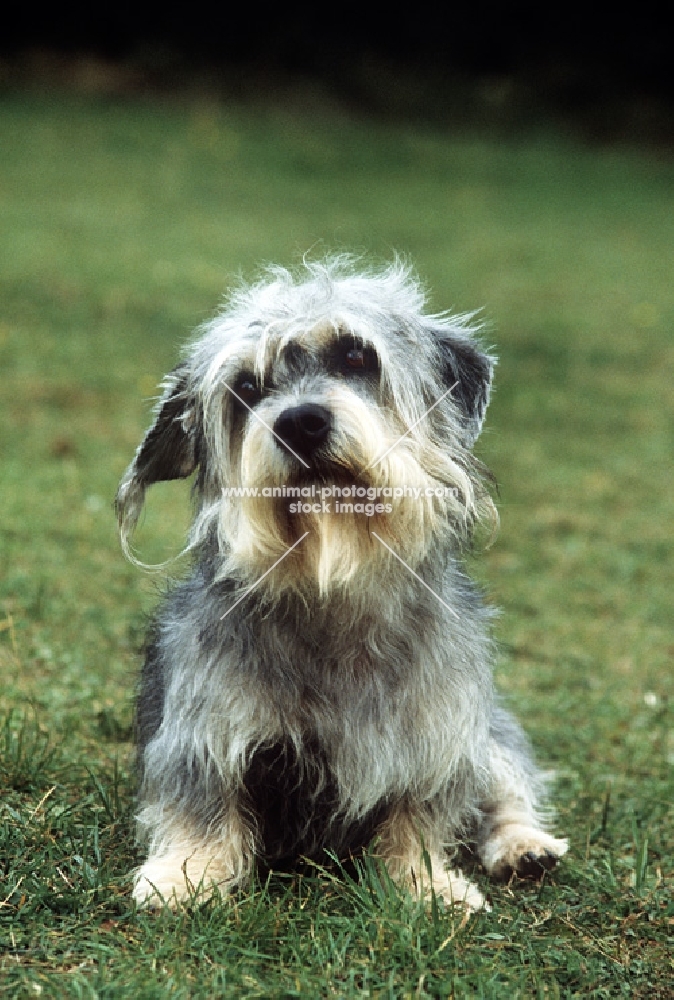 dandie dinmont sitting on grass with head on one side