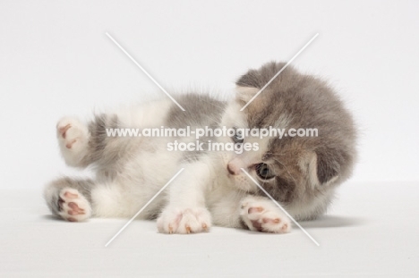 Blue Classic Tabby & White Scottish Fold kitten, lying down