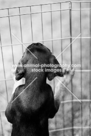 Puppy in pen