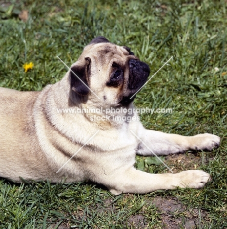 pug lying down looking upwards hopefully