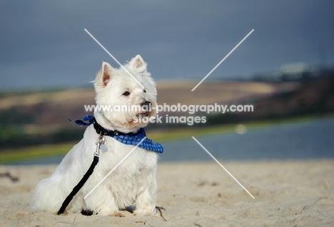 West Highland White Terrier on beach, wearing scarf