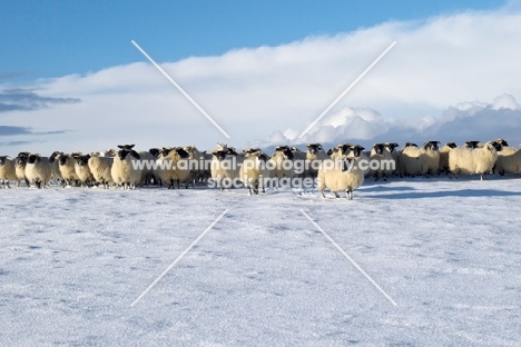 flock of sheep in snow