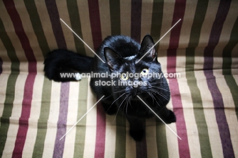 Black cat sitting on striped futon