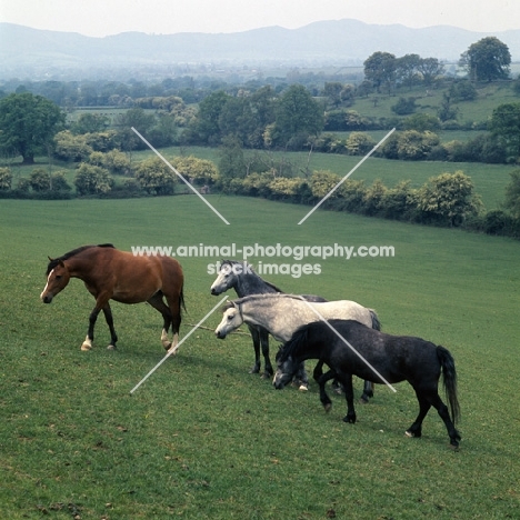 welsh ponies (section b), from pendock stud by malvern hill