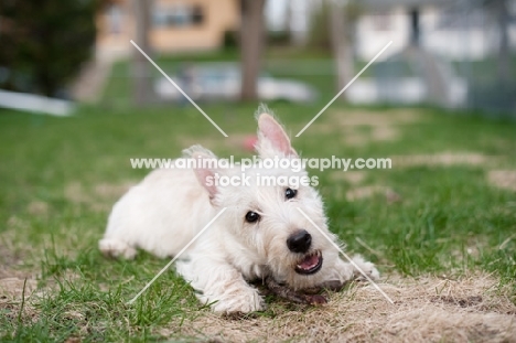 wheaten Scottish Terrier puppy chewing on a stick in a yard.