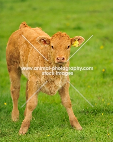 Limousin calf