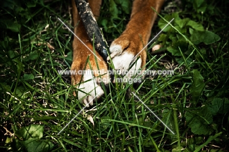 Boxer feet holding stick