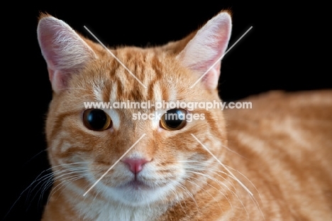 close up headshot of a ginger cat