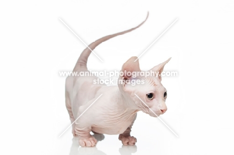 Bambino kitten on white background