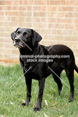 black Labrador Retriever