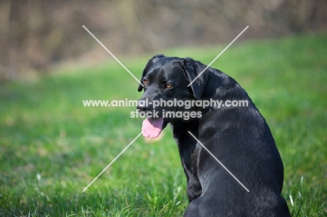 black labrador smiling
