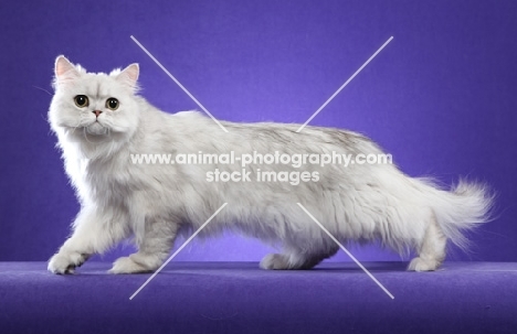 One Year Old Shaded Silver Persian Female walking left, looking at camera.