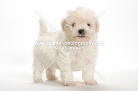 Bicon Frise puppy standing on white background