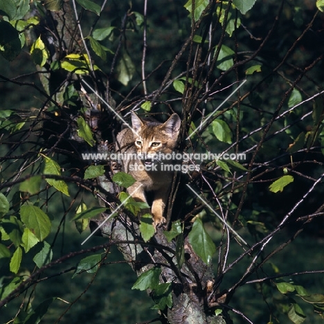 abyssinian kitten in tree, meowing