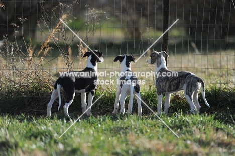three Whippets at a fence