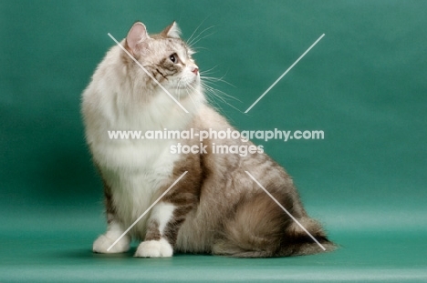 Siberian cat sitting, seal lynx point