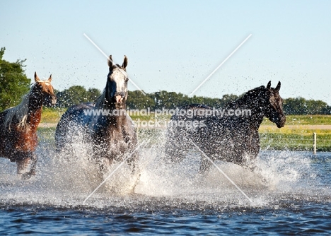 three quarter horses running through water
