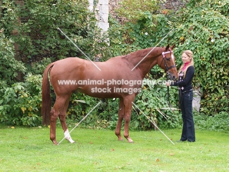 Thoroughbred posed on grass
