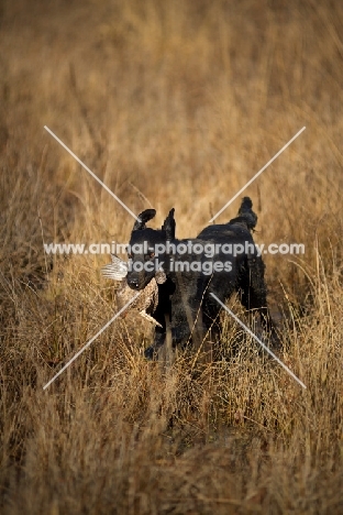 black flat coated retriever retrieving pheasant in a field