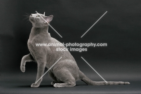 Russian Blue, sitting in expectation