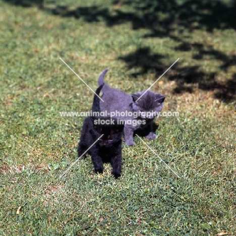 blue kitten and black kitten walking on a lawn