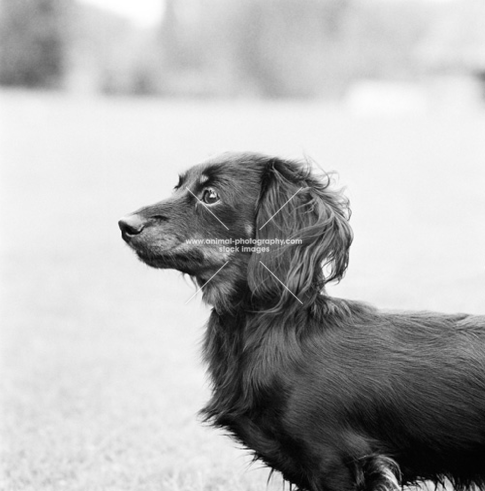 pet miniature long haired dachshund