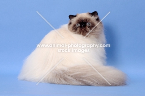 young Seal Colourpoint cat, 10 months old. (Aka: Persian or Himalayan)