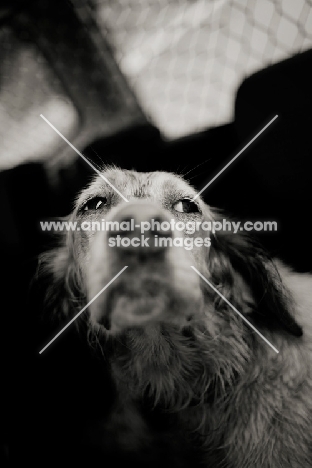 english setter with a sad face