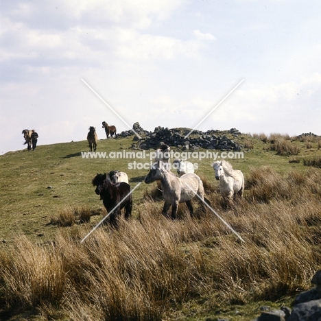 Highland Ponies, one being led, streaming over a hill on the Scottish moors
