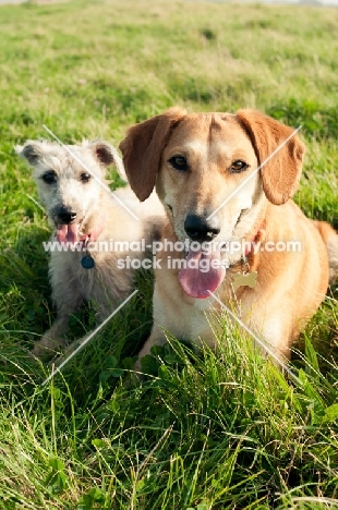 two mongrels lying down in grass