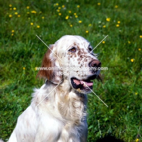 english setter head and shoulder 