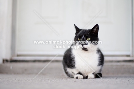 black and white household cat near porch