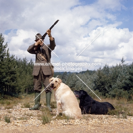  two labradors with man shooting
