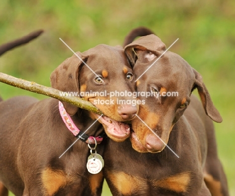 two Dobermann dogs chewing on stick