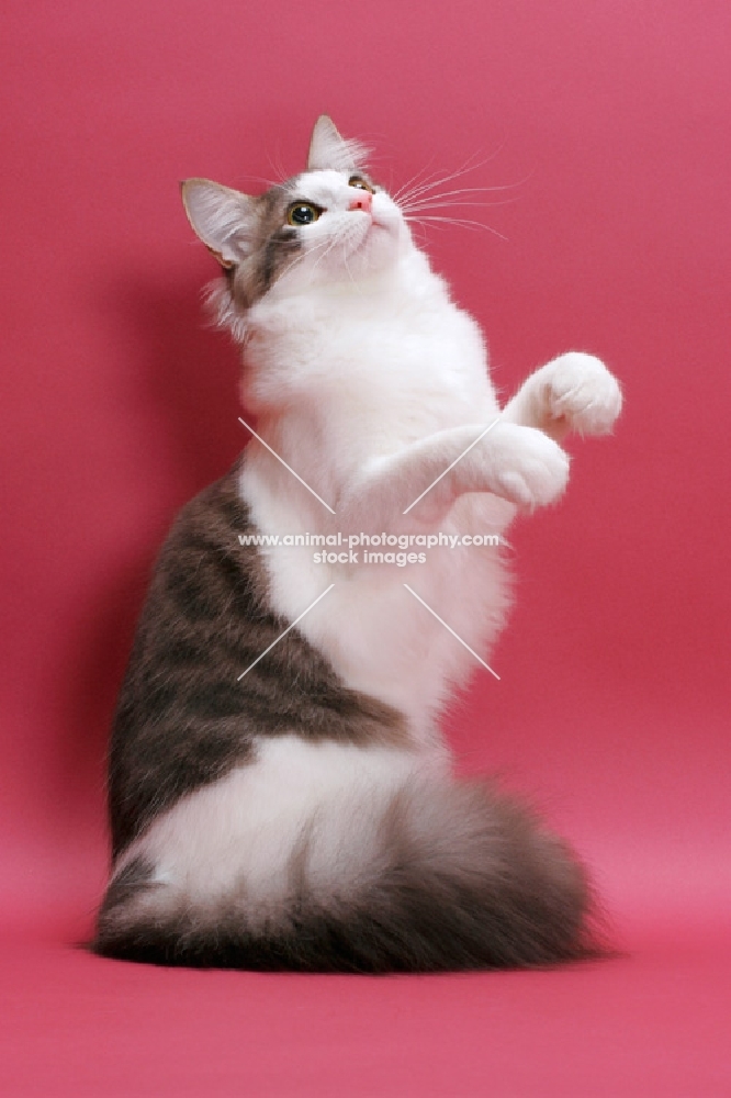 Norwegian Forest  Cat looking up, standing on hind legs, blue classic tabby & white colour